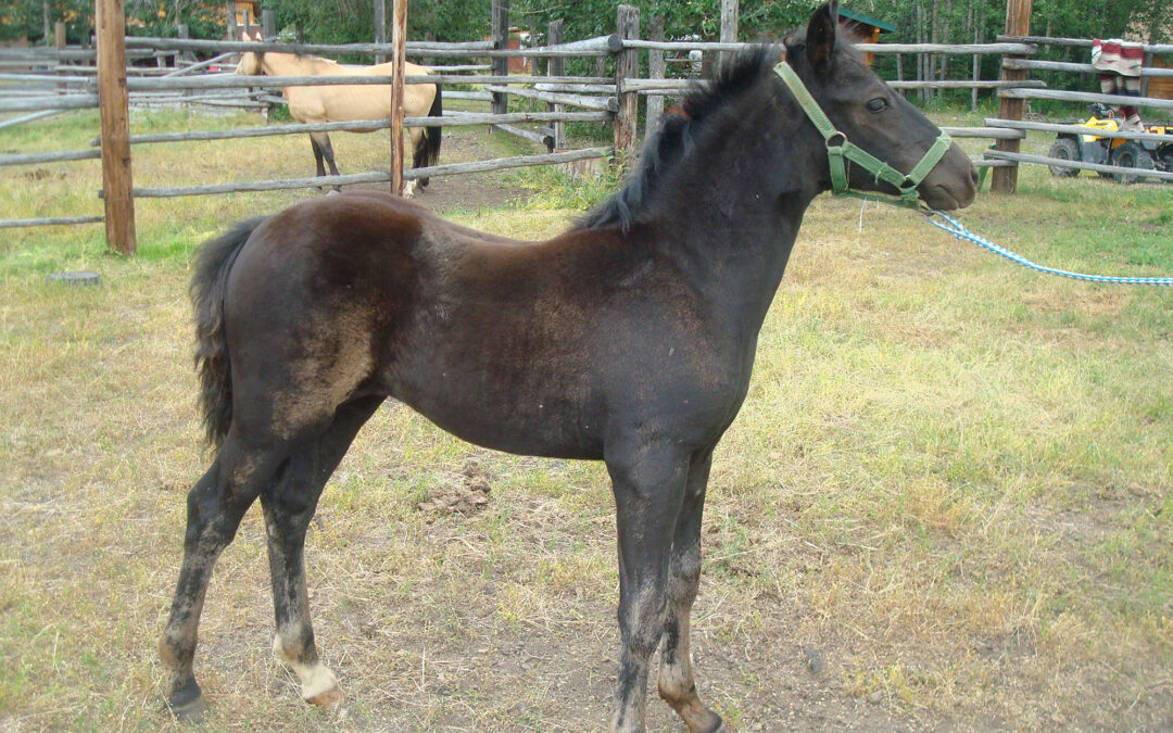 Halter break