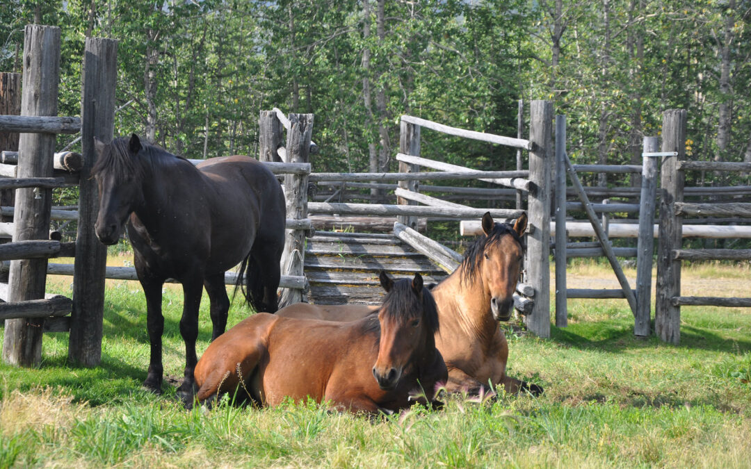 Curious 2yr olds