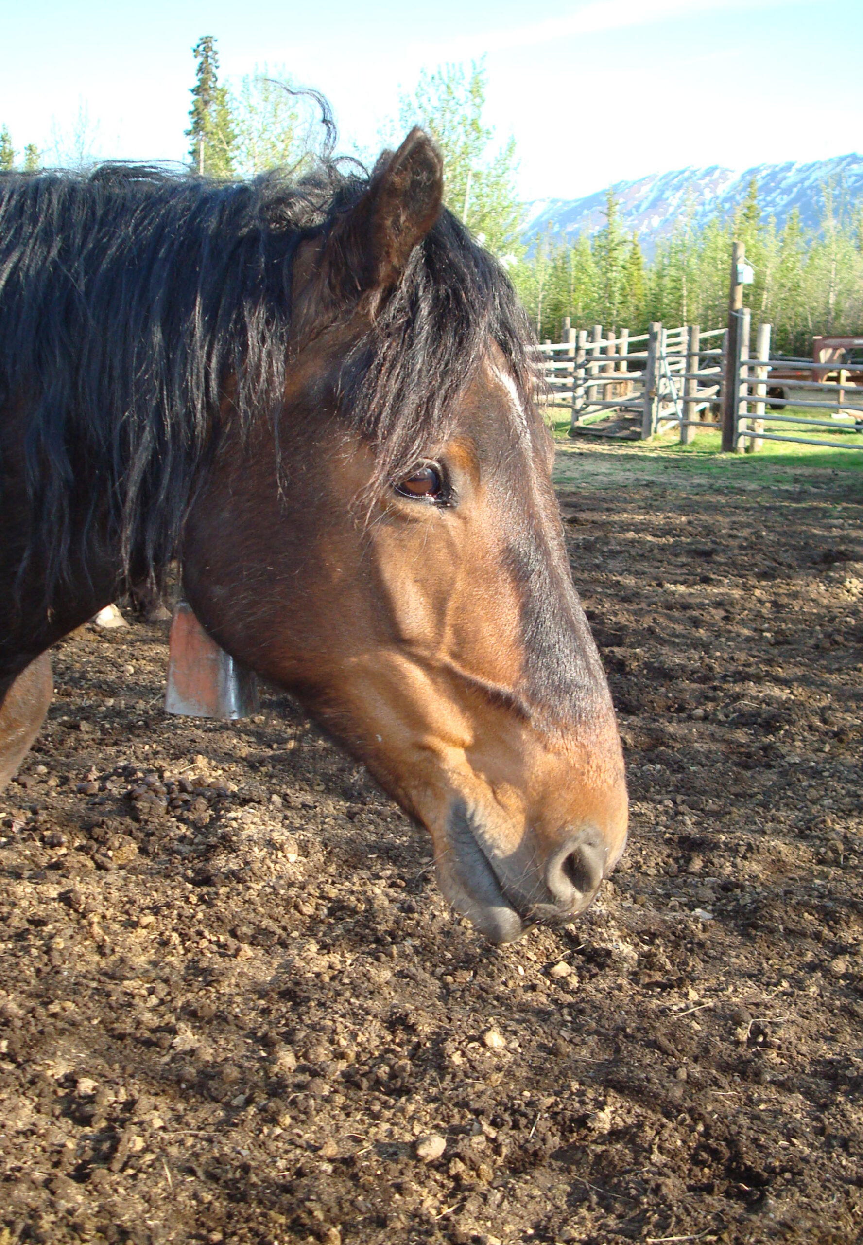 Relaxing corral